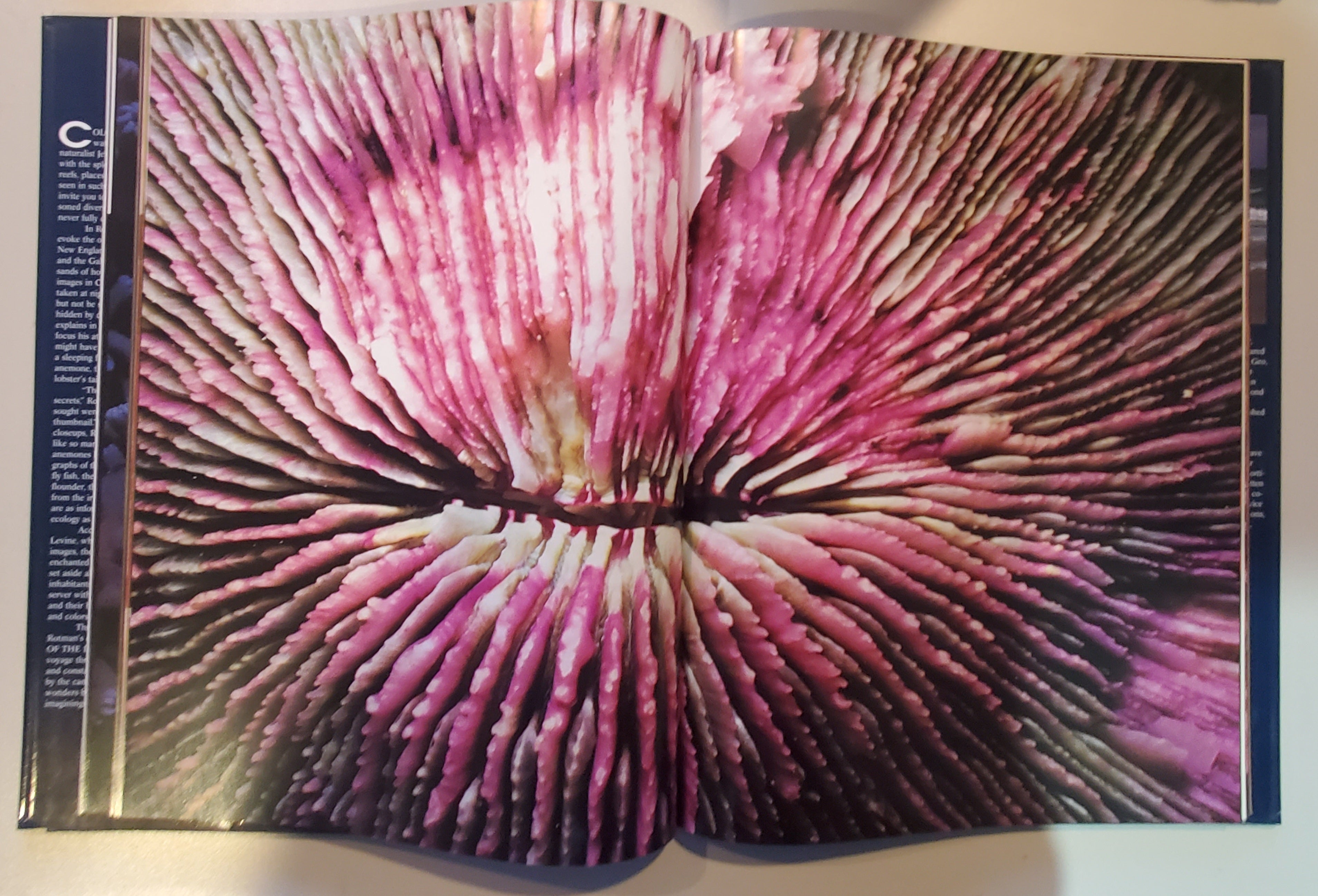 Colors of the Deep by Jeffrey L. Rotman - Vintage Photography Book