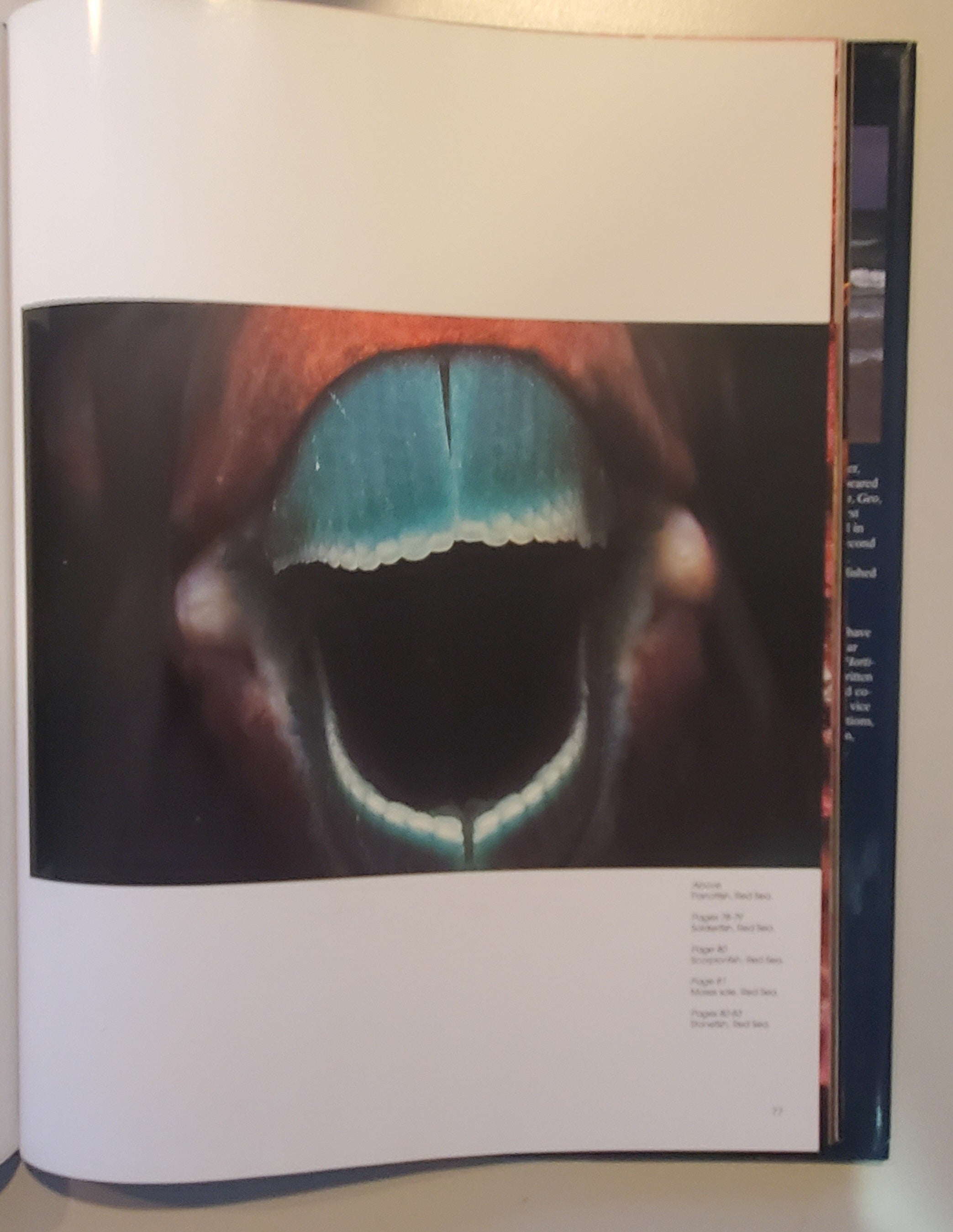 Colors of the Deep by Jeffrey L. Rotman - Vintage Photography Book
