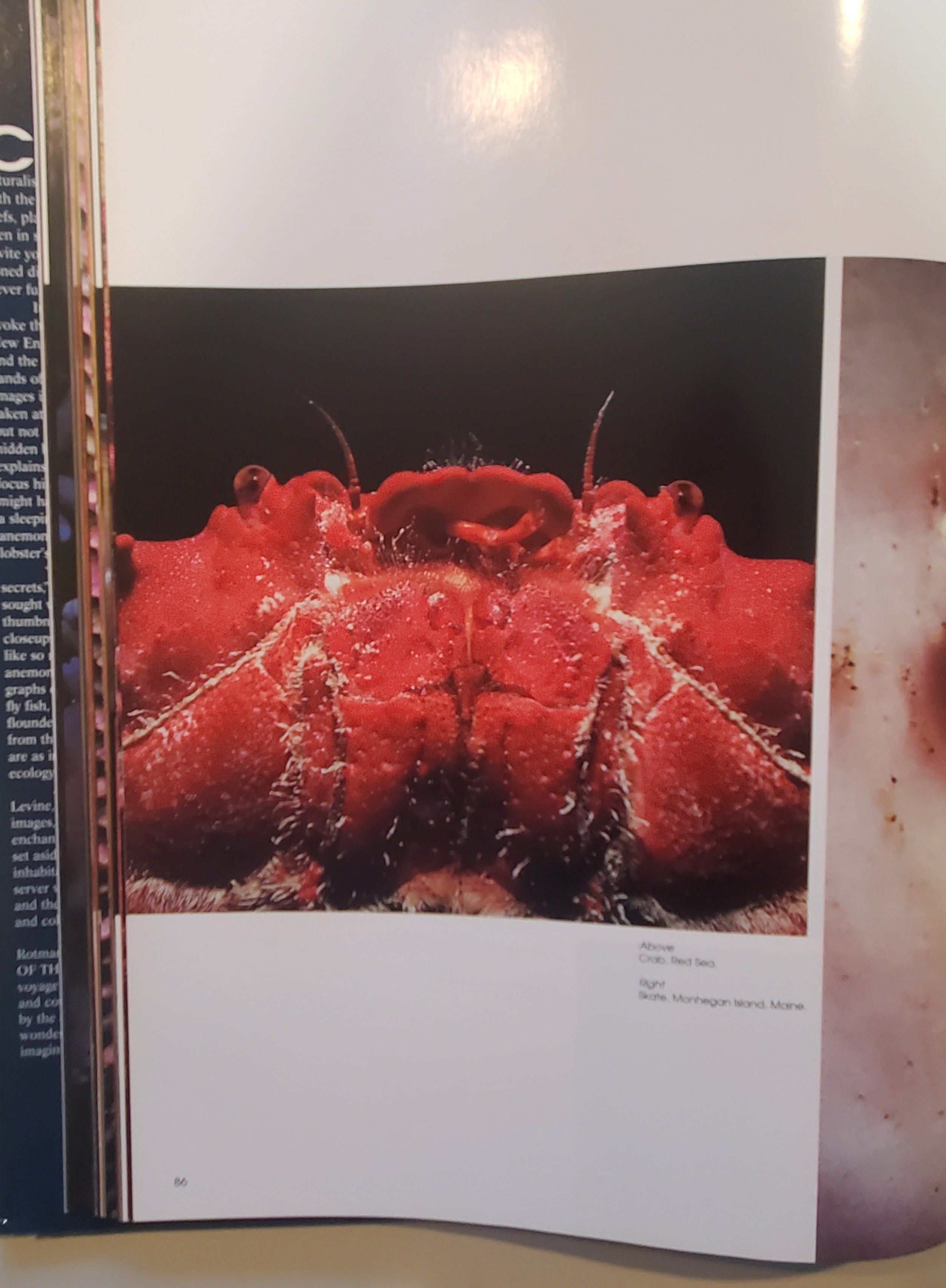 Colors of the Deep by Jeffrey L. Rotman - Vintage Photography Book