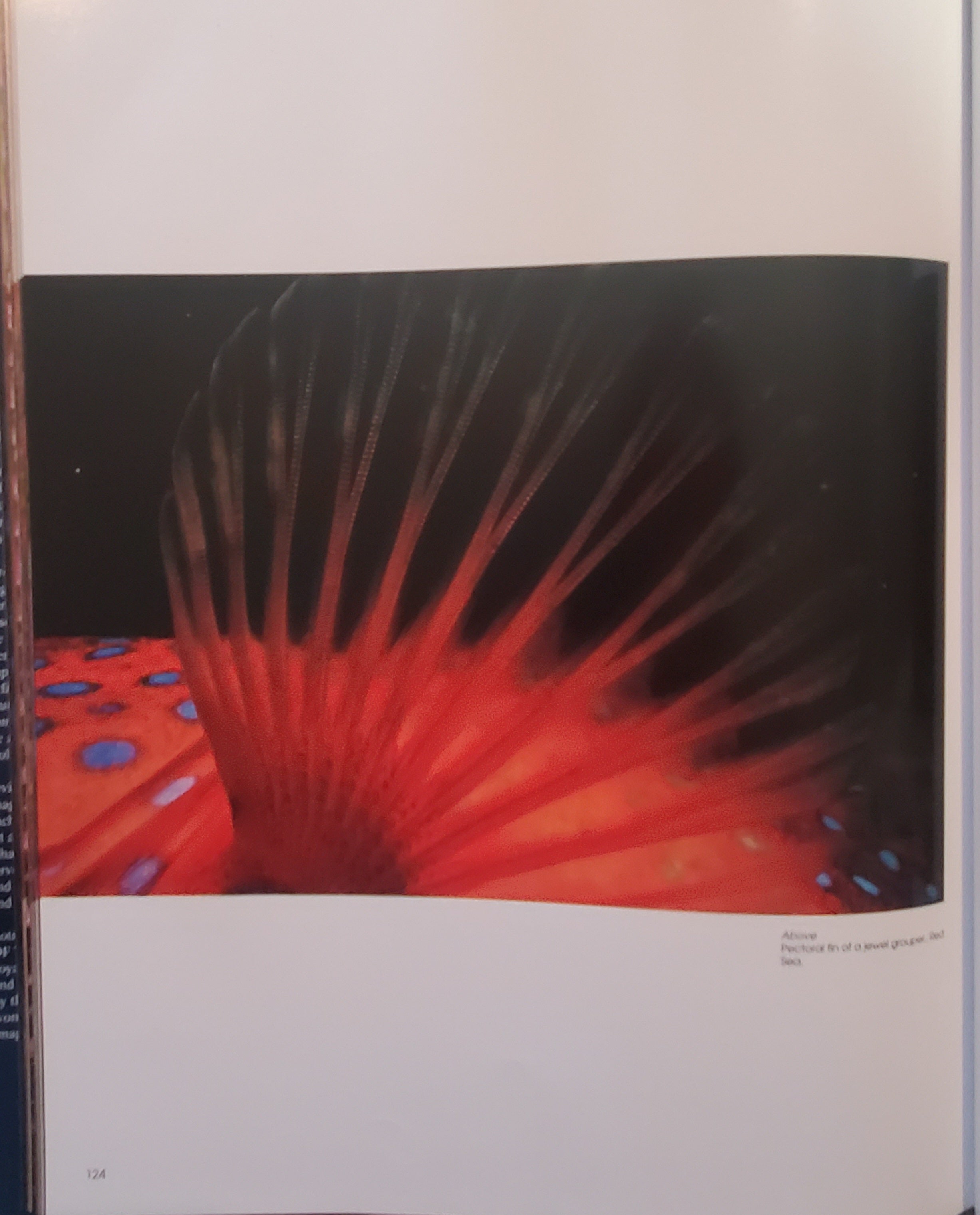 Colors of the Deep by Jeffrey L. Rotman - Vintage Photography Book