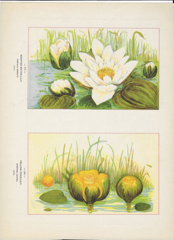 1894 Wild Flowers of America Print - Scented Water-Lily & Yellow Pond-Lily