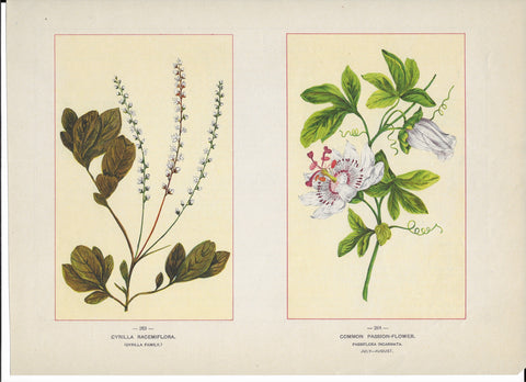 1894 Wild Flowers of America Print - Cyrilla Racemiflora & Common Passion-Flower