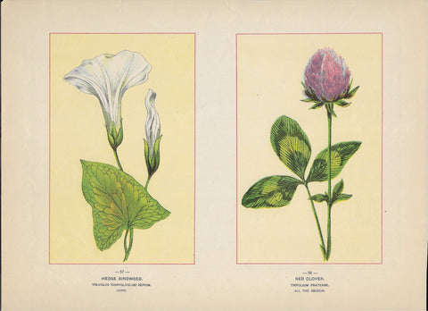 1894 Wild Flowers of America Print - Hedge Bindweed & Red Clover