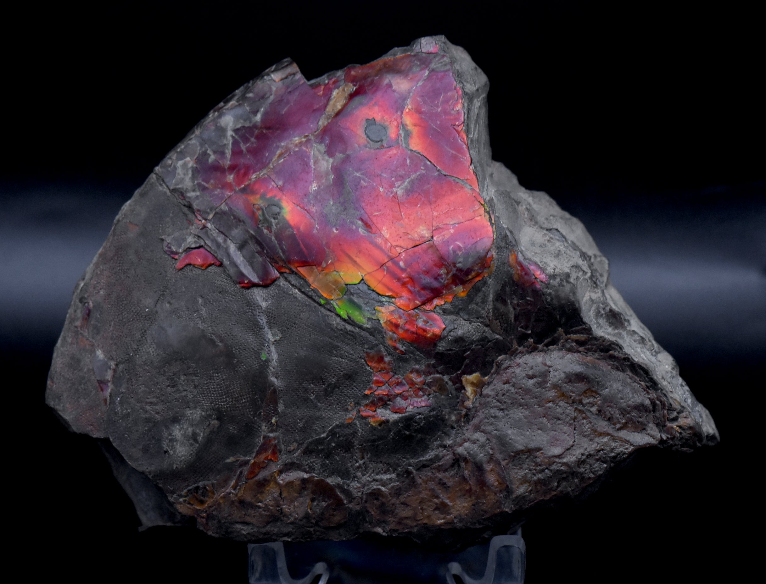 Ammolite Iridescent Fossil Specimen