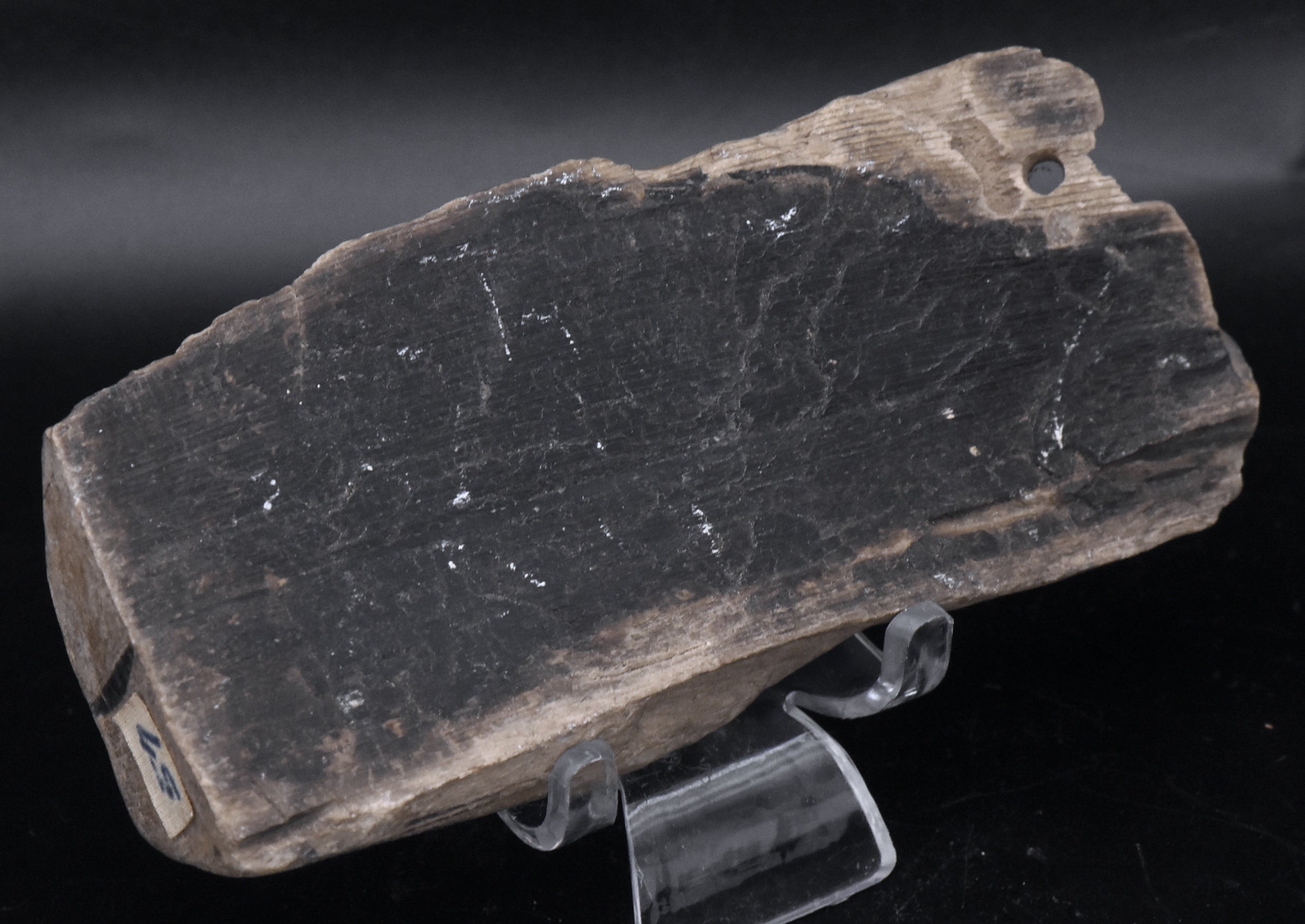 Raw Petrified Wood Specimen