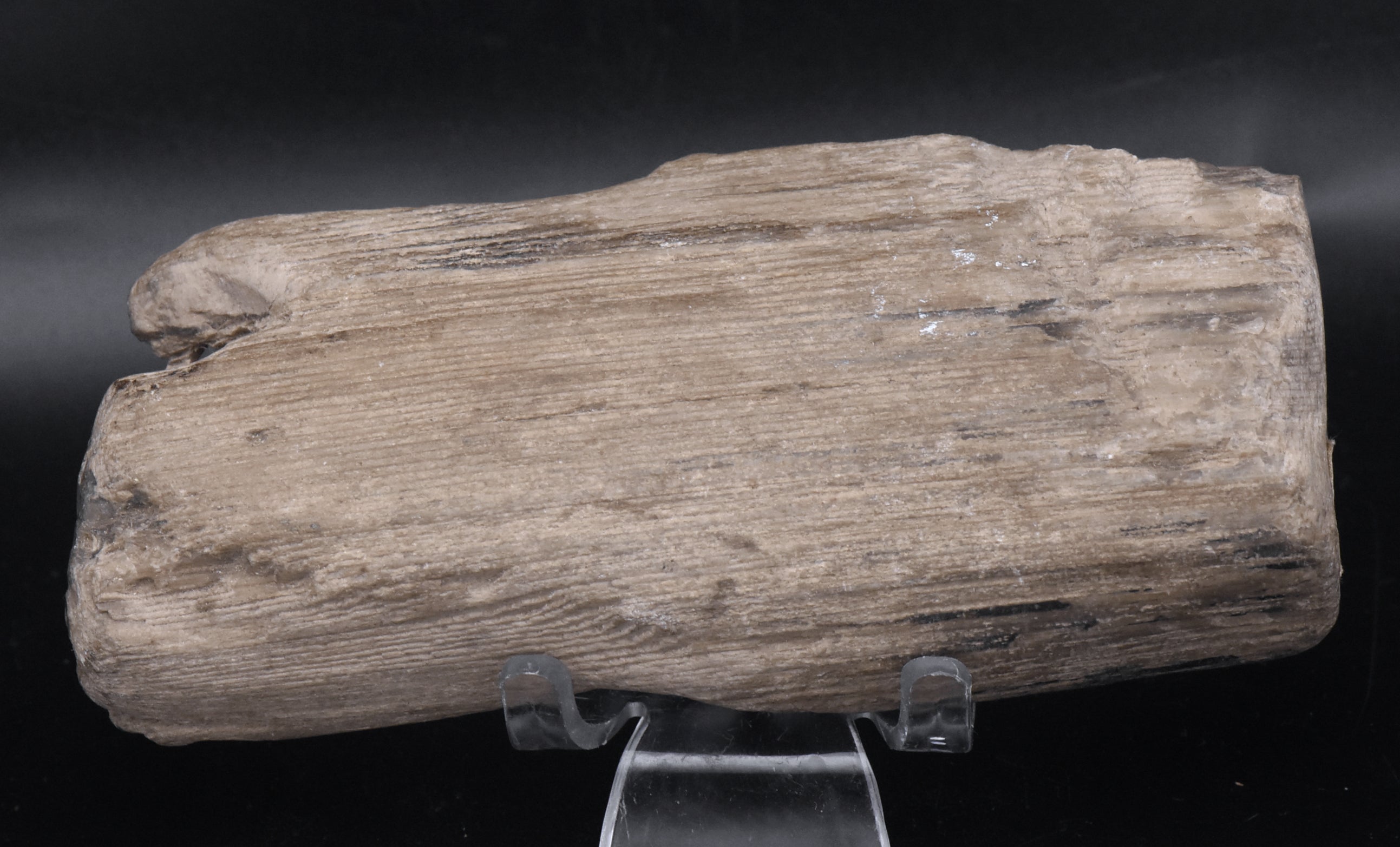 Raw Petrified Wood Specimen