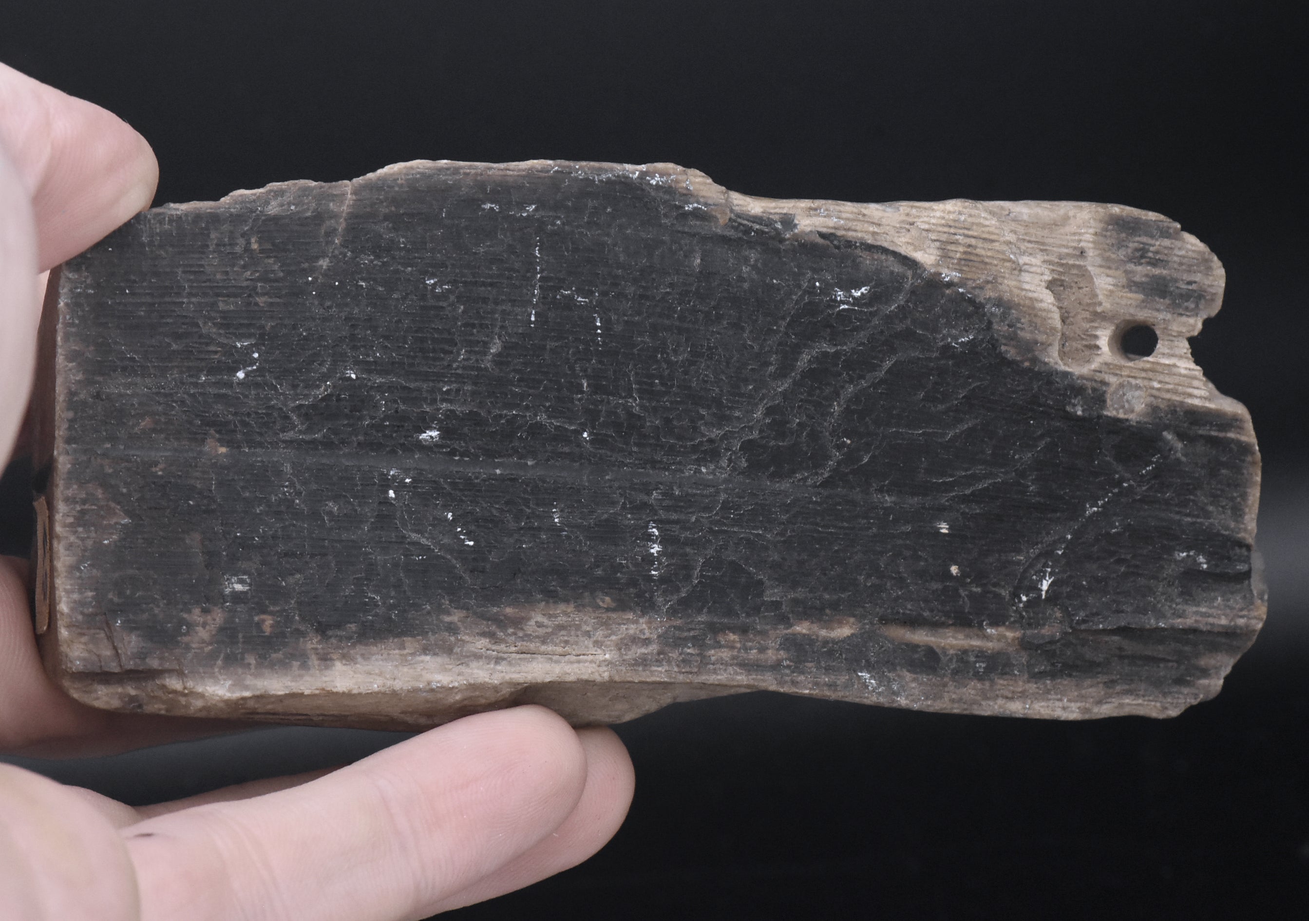 Raw Petrified Wood Specimen