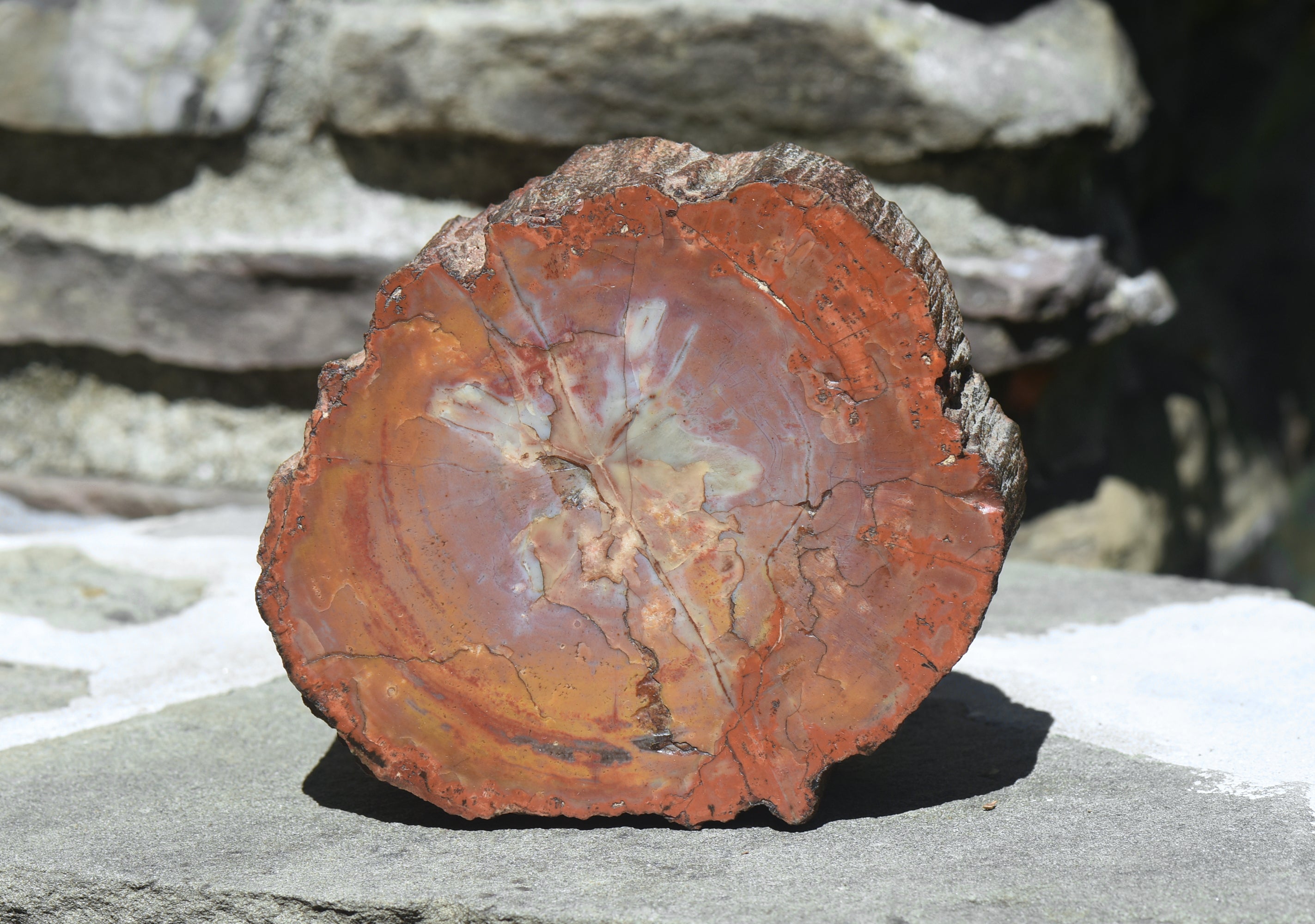 Petrified Wood Log - 5.8 Pounds!