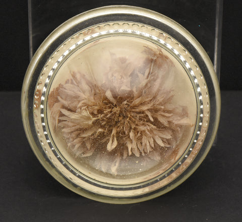 Vintage Real Dried Flower Glass Paperweight