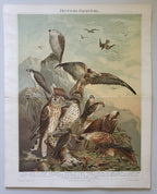 Antique German Birds of Prey Lithograph