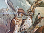 Antique German Birds of Prey Lithograph