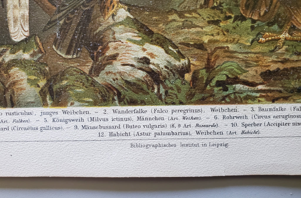 Antique German Birds of Prey Lithograph