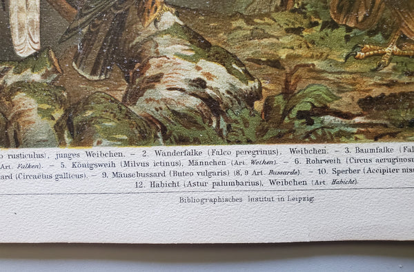 Antique German Birds of Prey Lithograph