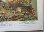 Antique German Birds of Prey Lithograph