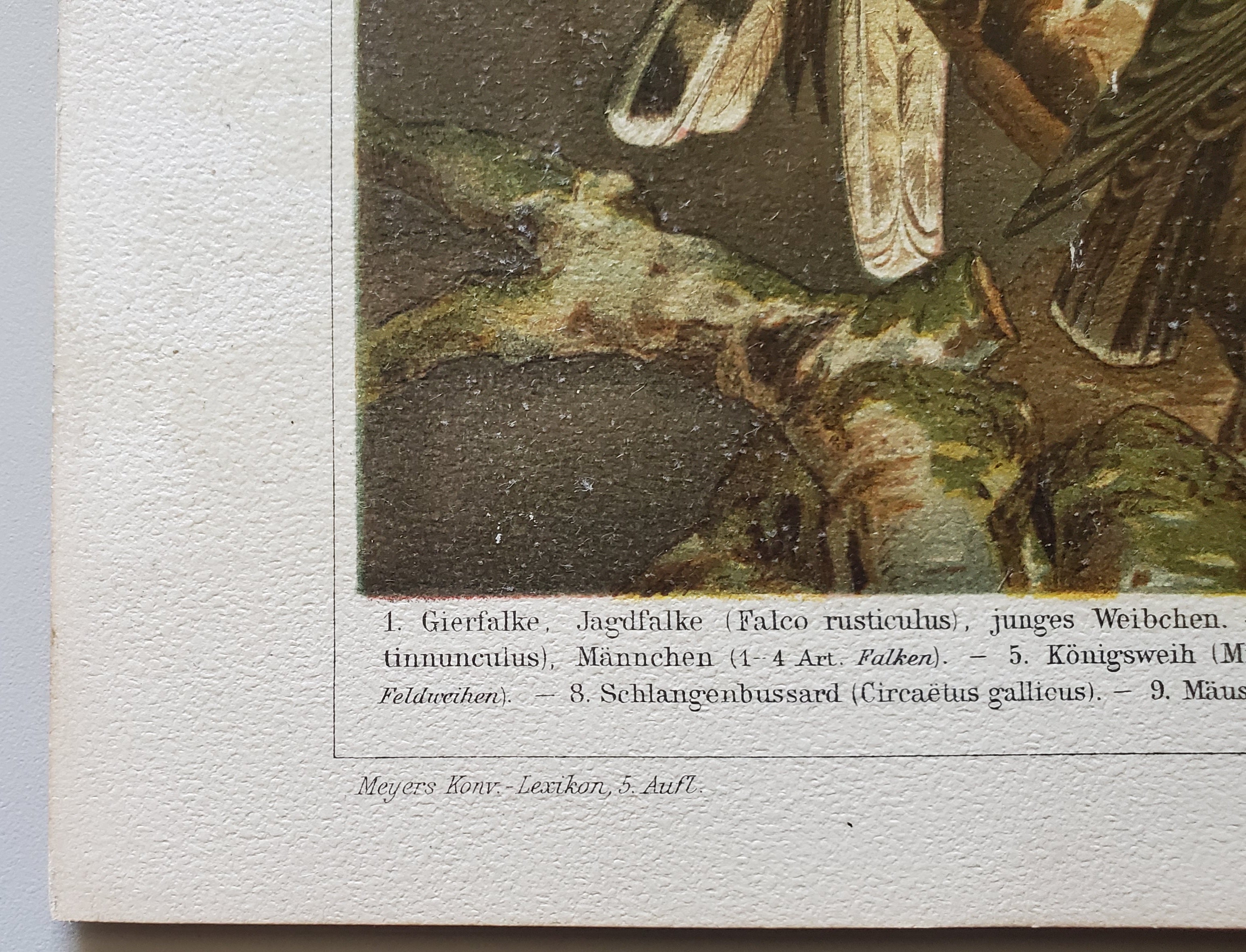 Antique German Birds of Prey Lithograph