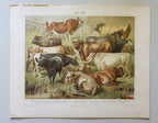Antique German Bovines Lithograph
