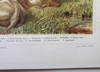 Antique German Bovines Lithograph