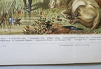 Antique German Bovines Lithograph