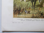 Antique German Bovines Lithograph