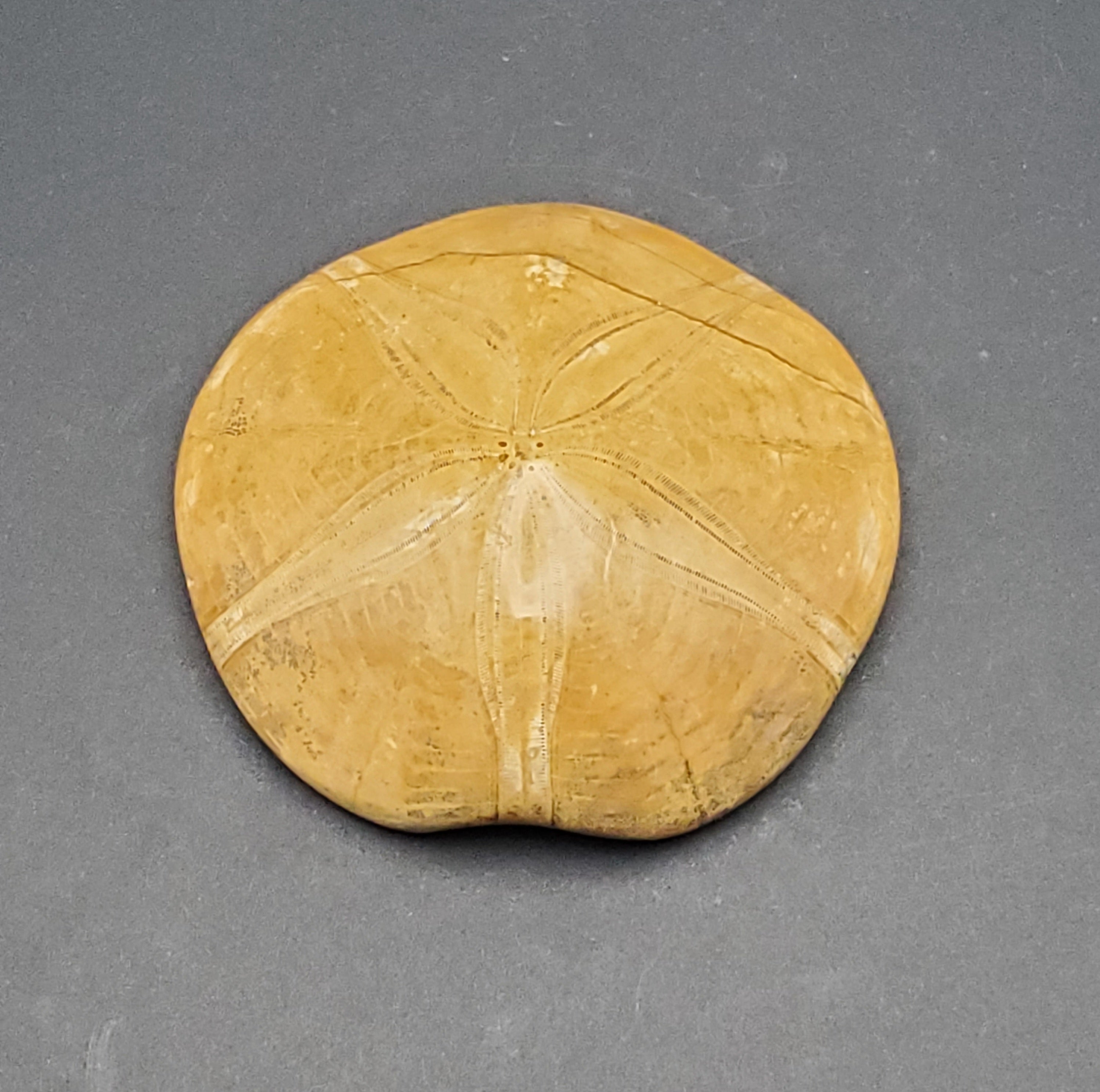Polished Fossilized Sand Dollar