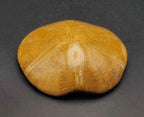 Polished Fossilized Sand Dollar