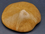 Polished Fossilized Sand Dollar