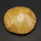 Polished Fossilized Sand Dollar