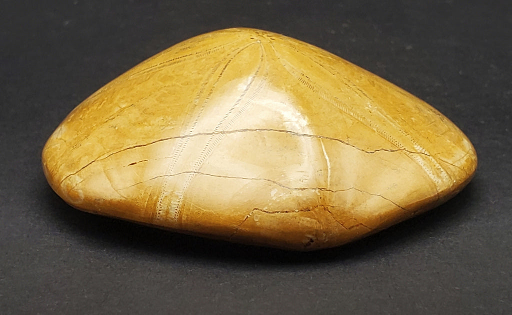 Polished Fossilized Sand Dollar