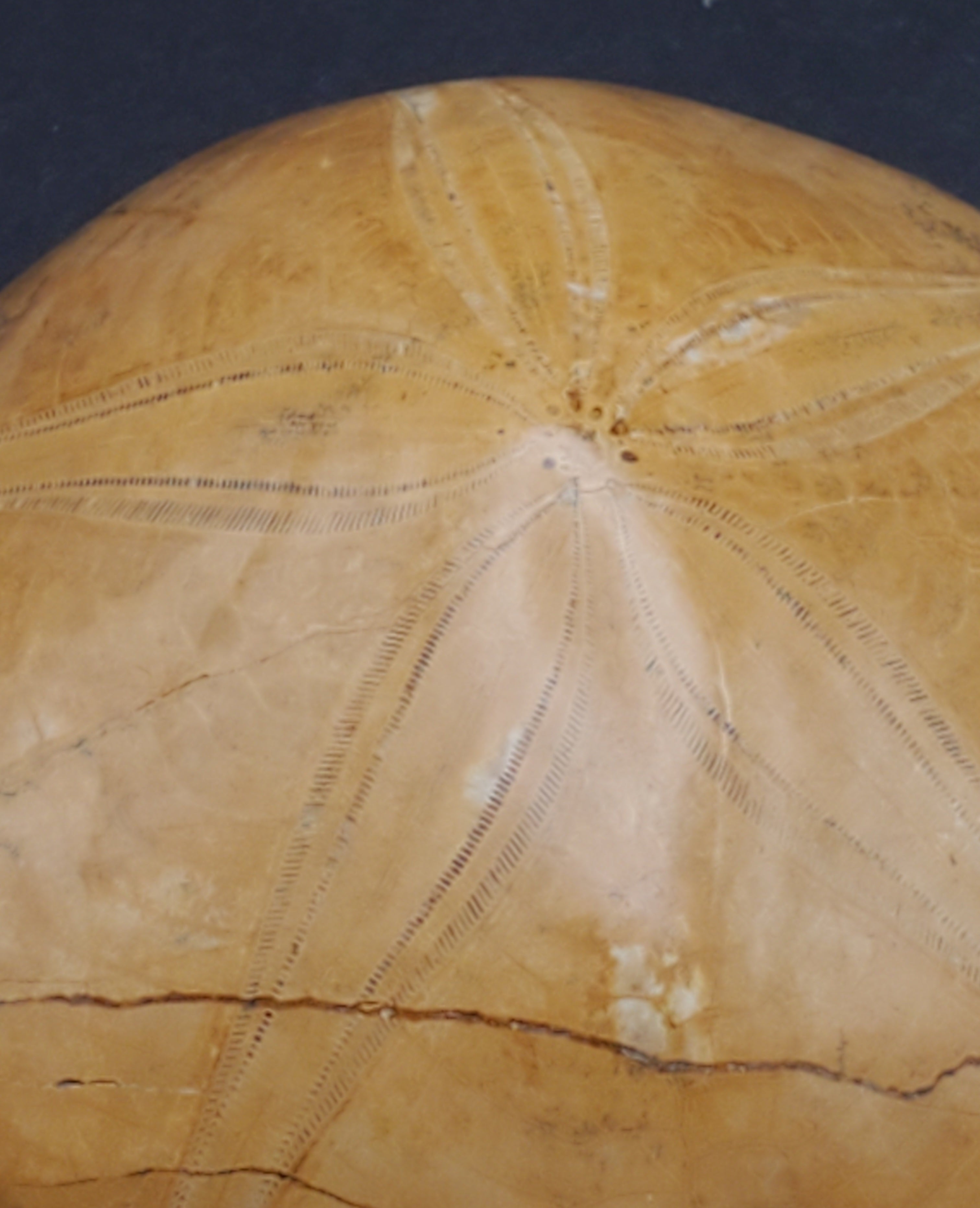 Polished Fossilized Sand Dollar