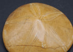Polished Fossilized Sand Dollar