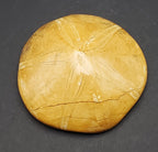 Polished Fossilized Sand Dollar