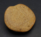 Polished Fossilized Sand Dollar