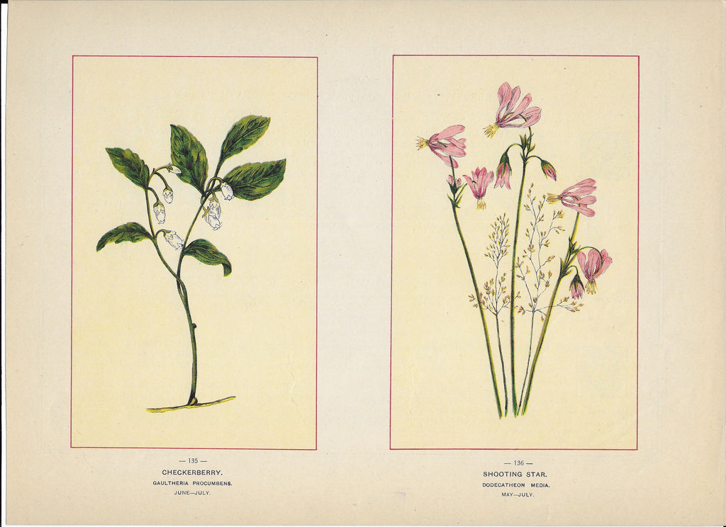 1894 Wild Flowers of America Print - Checkerberry & Shooting Star