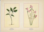 1894 Wild Flowers of America Print - Checkerberry & Shooting Star