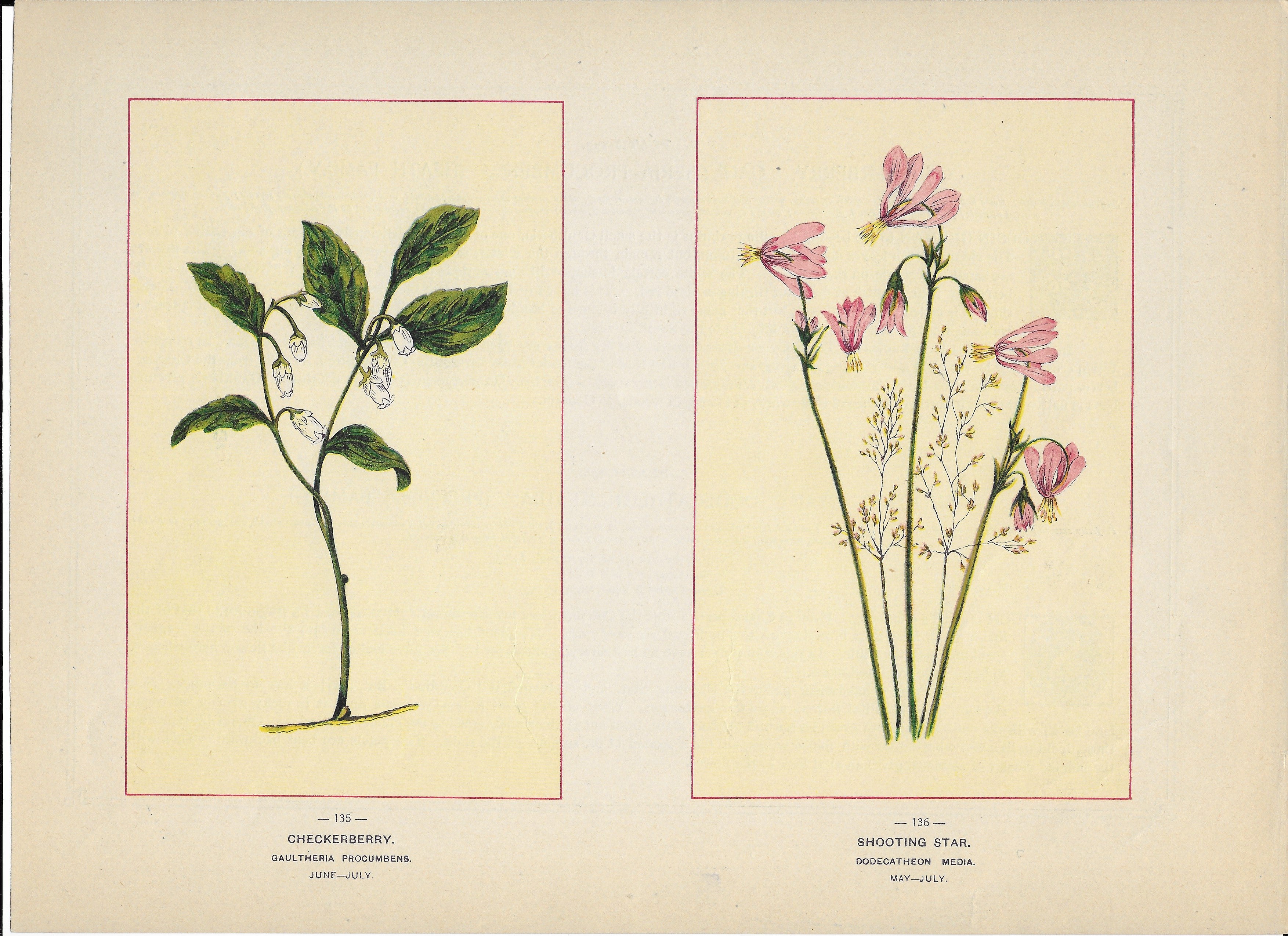 1894 Wild Flowers of America Print - Checkerberry & Shooting Star