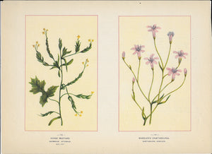 1894 Wild Flowers of America Print - Hedge Mustard & Wheeler's Chaetadelpha