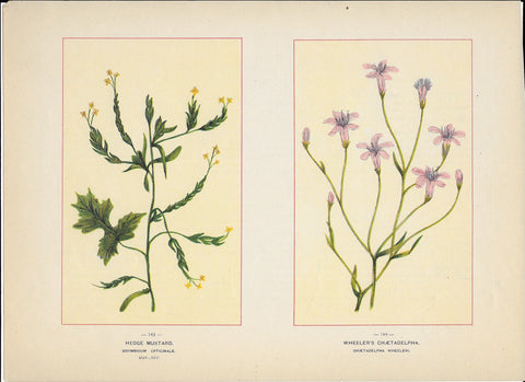 1894 Wild Flowers of America Print - Hedge Mustard & Wheeler's Chaetadelpha