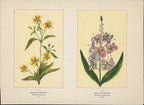 1894 Wild Flowers of America Print - Fringed Loosestrife & Great Willow-Herb