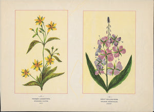 1894 Wild Flowers of America Print - Fringed Loosestrife & Great Willow-Herb