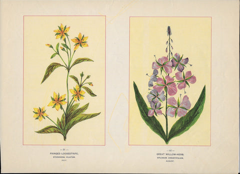 1894 Wild Flowers of America Print - Fringed Loosestrife & Great Willow-Herb