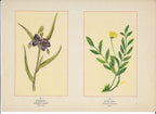 1894 Wild Flowers of America Print - Spiderwort & Silver Weed