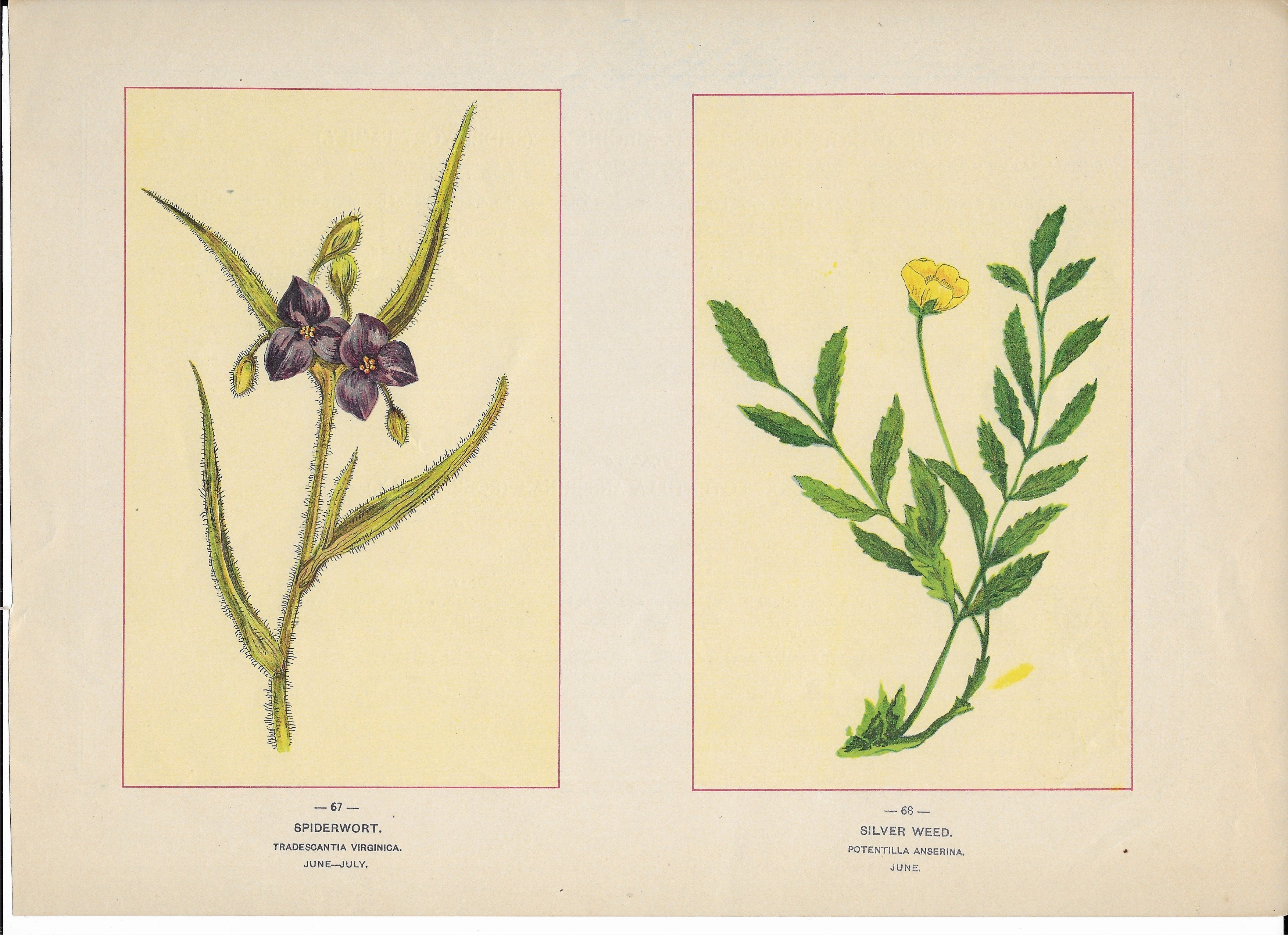 1894 Wild Flowers of America Print - Spiderwort & Silver Weed