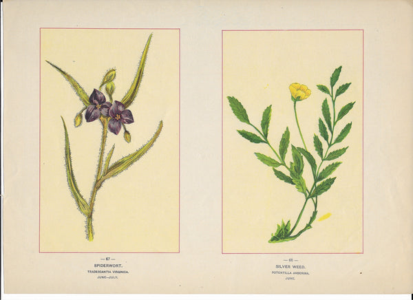 1894 Wild Flowers of America Print - Spiderwort & Silver Weed