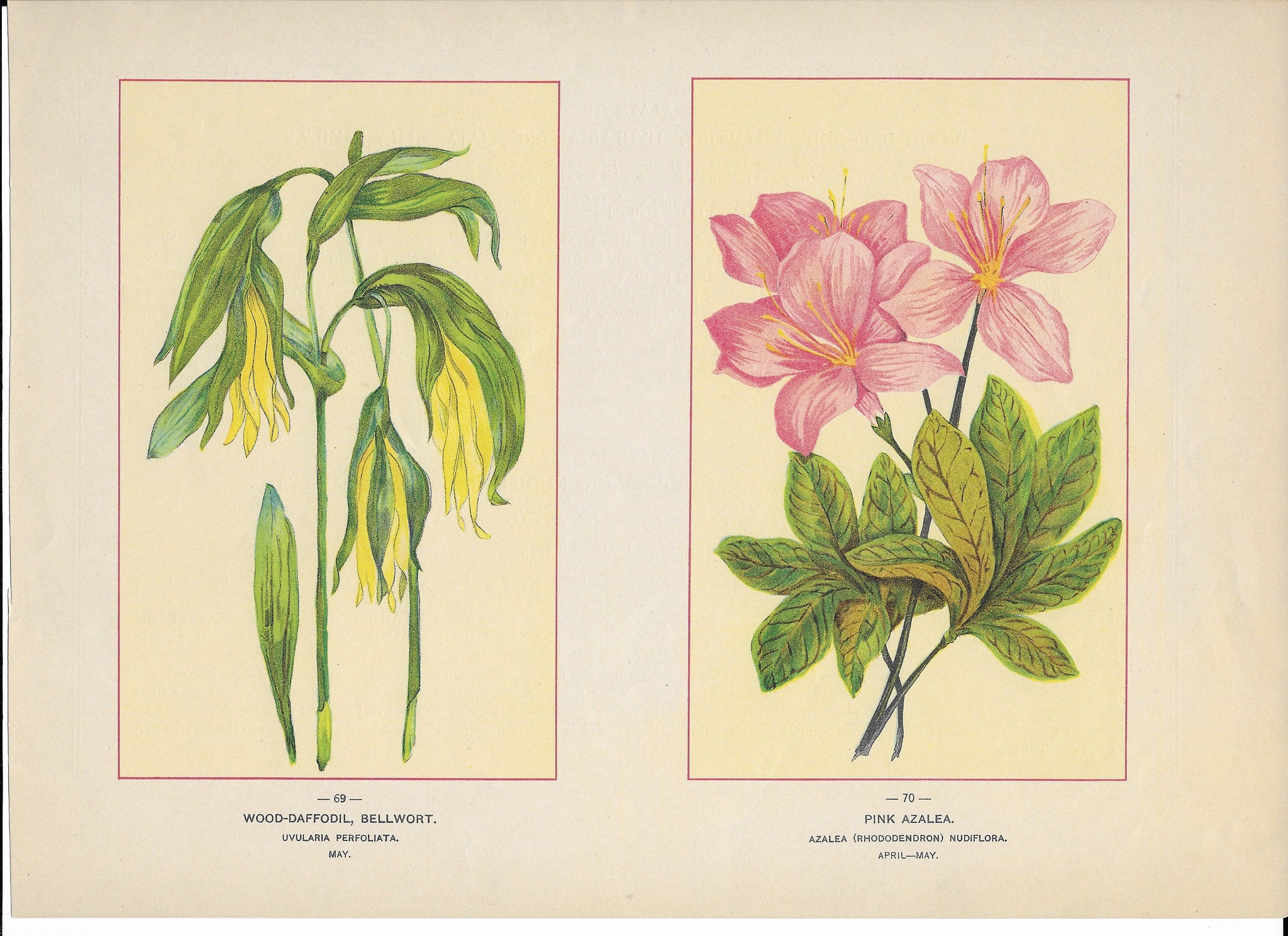 1894 Wild Flowers of America Print - Wood-Daffodil, Bellwort & Pink Azalea