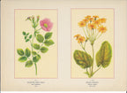 1894 Wild Flowers of America Print - Eglantine, Sweet Brier & Golden Ragwort