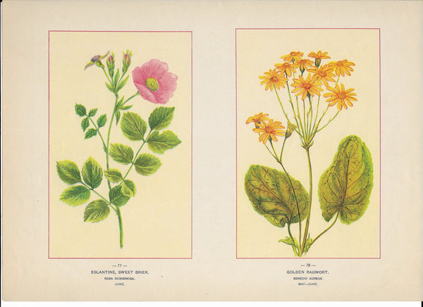 1894 Wild Flowers of America Print - Eglantine, Sweet Brier & Golden Ragwort