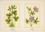 1894 Wild Flowers of America Print - Hooked Crowfoot & Callirrhoe