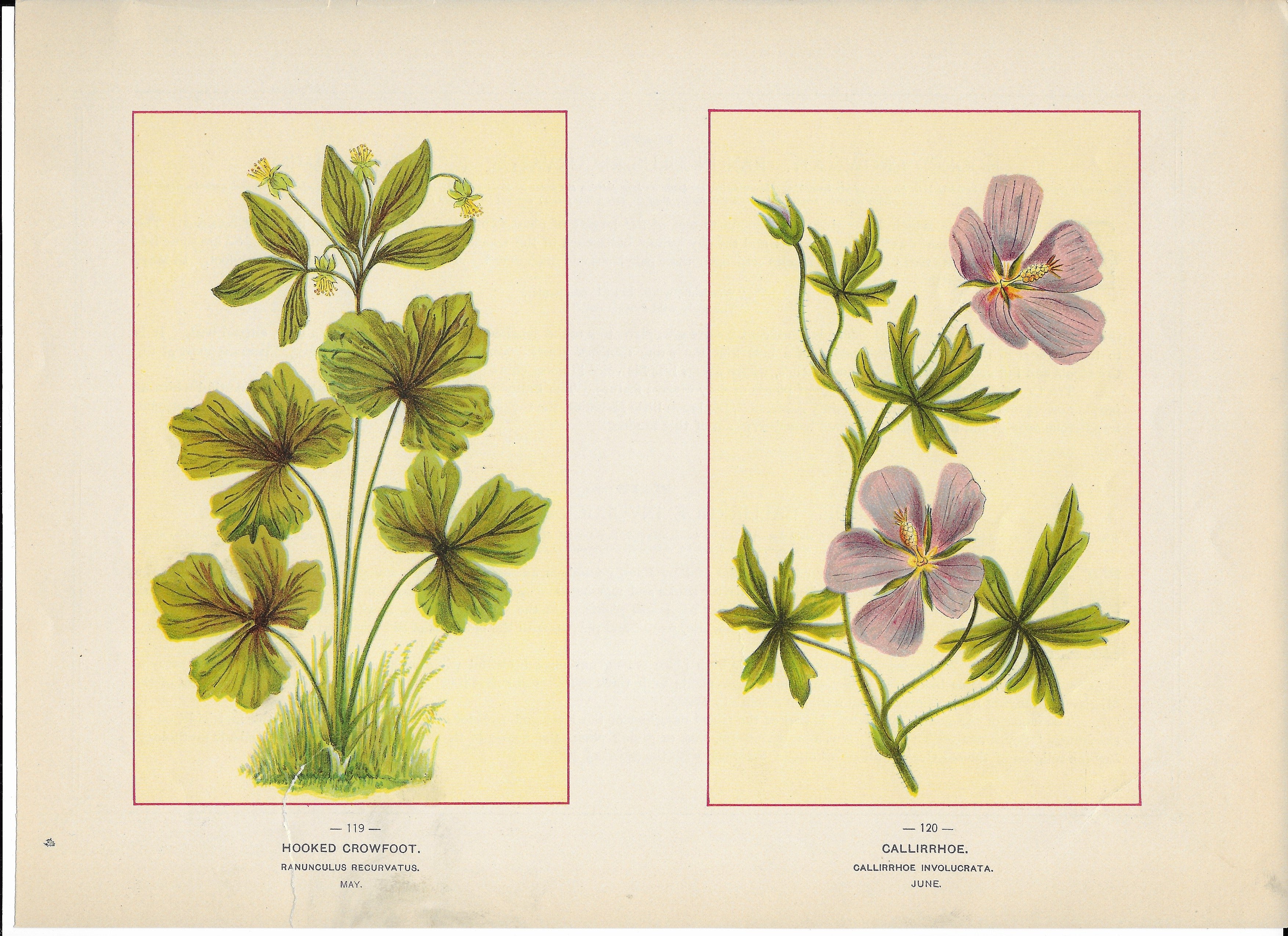 1894 Wild Flowers of America Print - Hooked Crowfoot & Callirrhoe