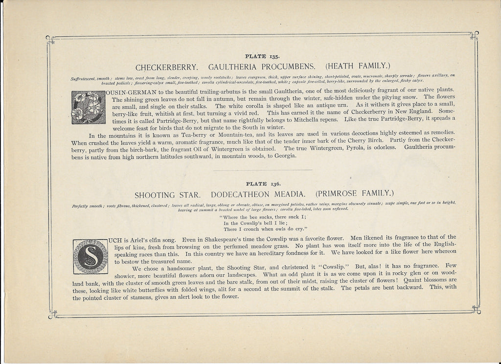 1894 Wild Flowers of America Print - Checkerberry & Shooting Star