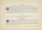 1894 Wild Flowers of America Print - Checkerberry & Shooting Star